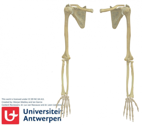 Antwerpen - afd. ASTARC - 3D model Bones of the upper